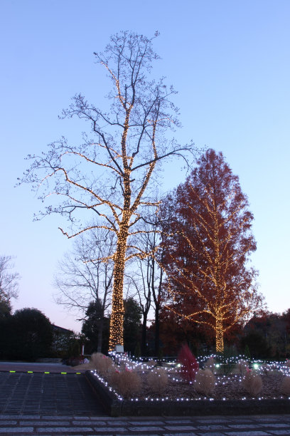 美丽明亮的树图片下载