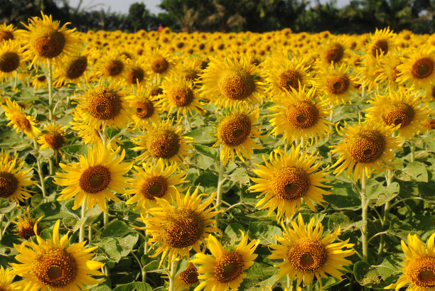 向日葵图片下载