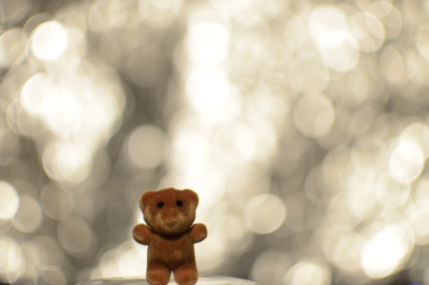 小泰迪图片下载