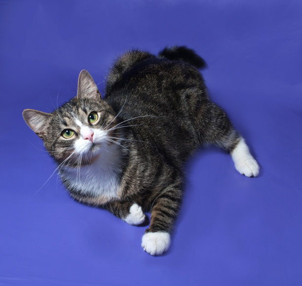 白色和条纹斑点猫躺在蓝色图片下载