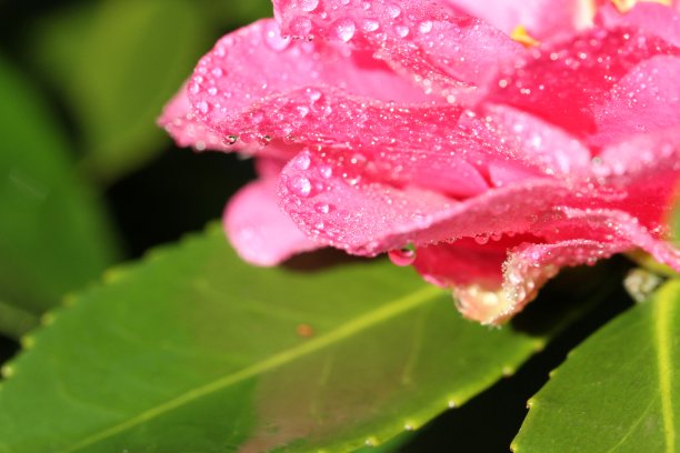 水滴在花上图片下载