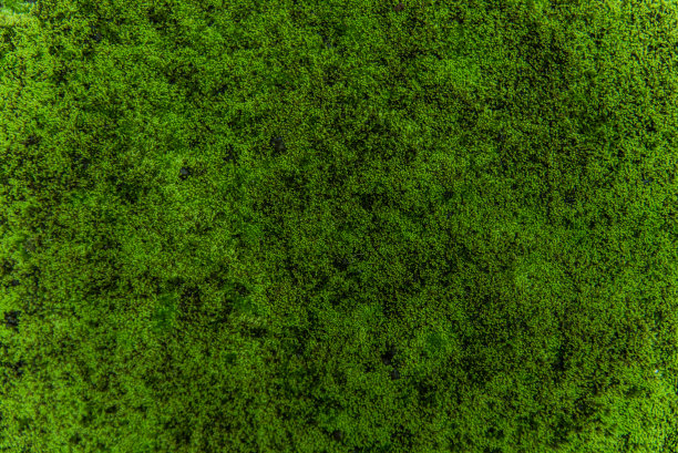 自然苔藓图片下载