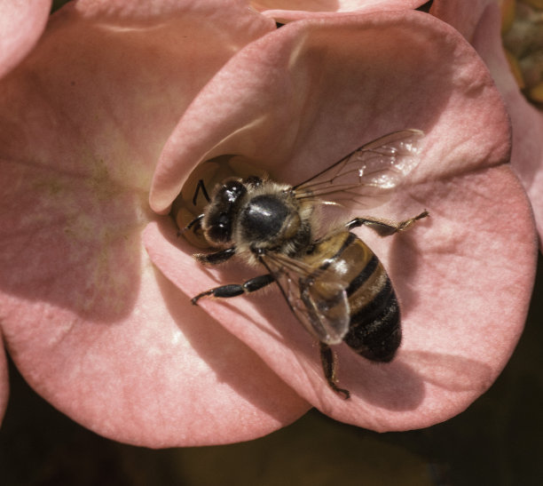 蜜蜂在粉红色的花上图片下载