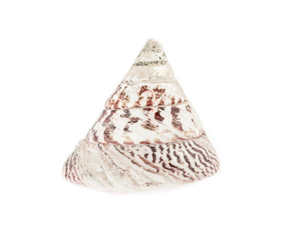 海贝壳孤立在白色图片下载