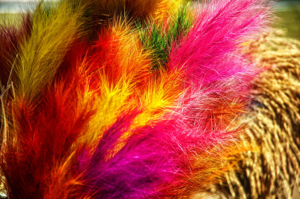 多色干花和植物图片下载