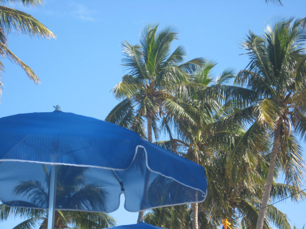 加勒比海的蓝色雨伞和棕榈树图片下载