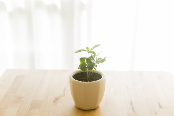 室内植物图片下载