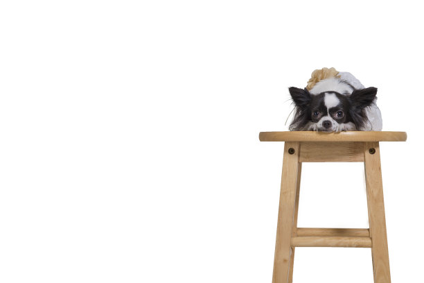 吉娃娃狗躺在椅子上图片下载