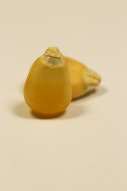 白色背景上的两粒玉米图片下载
