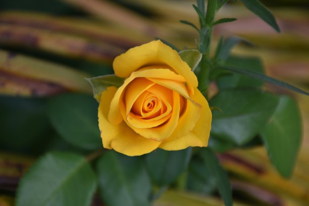 突出的黄色玫瑰图片下载