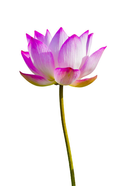 白色的荷花图片下载