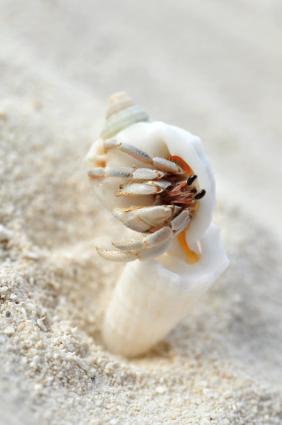 寄居蟹图片下载