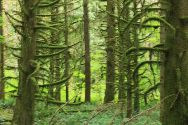 长满青苔的树图片下载