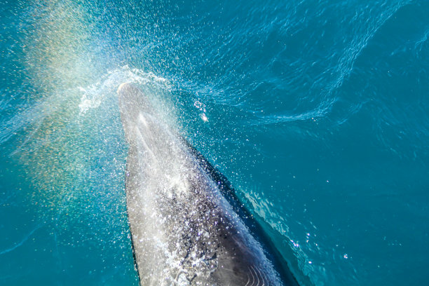 海豚与彩虹图片下载