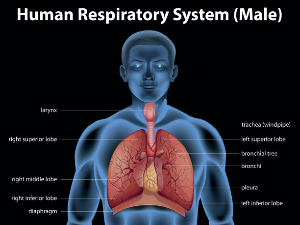 人类呼吸系统图片下载