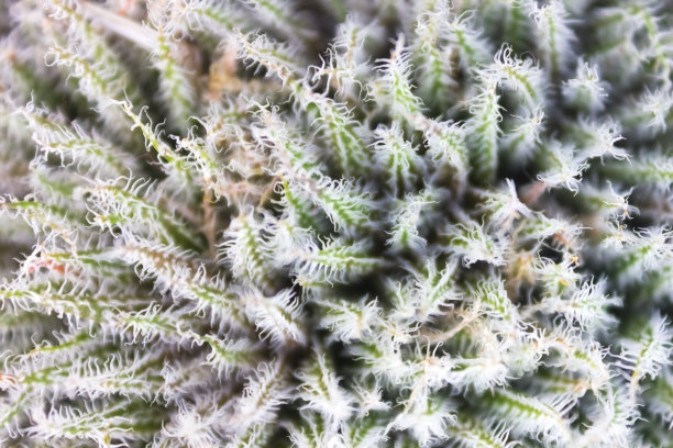 仙人掌活着图片下载