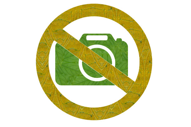 从叶子的想法。(没有照片的相机)图片下载