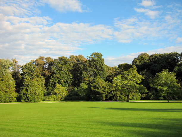 蓝天下，绿草树图片下载
