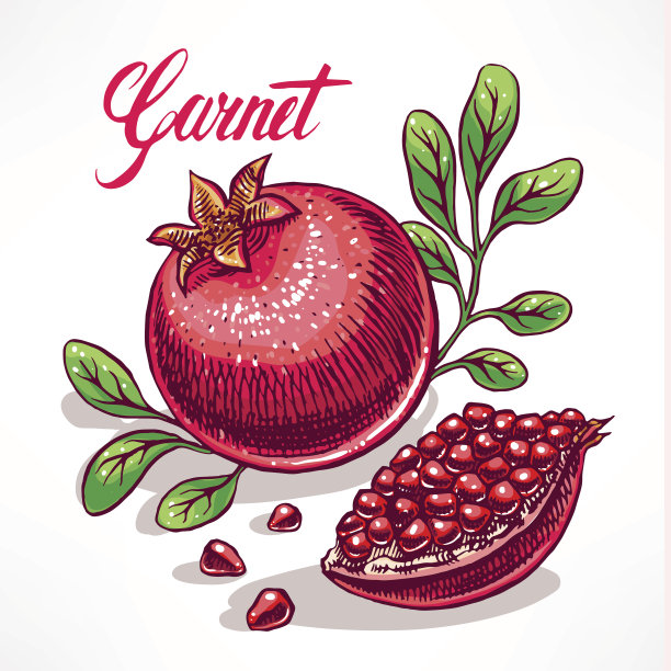 成熟的手绘石榴- 2图片下载