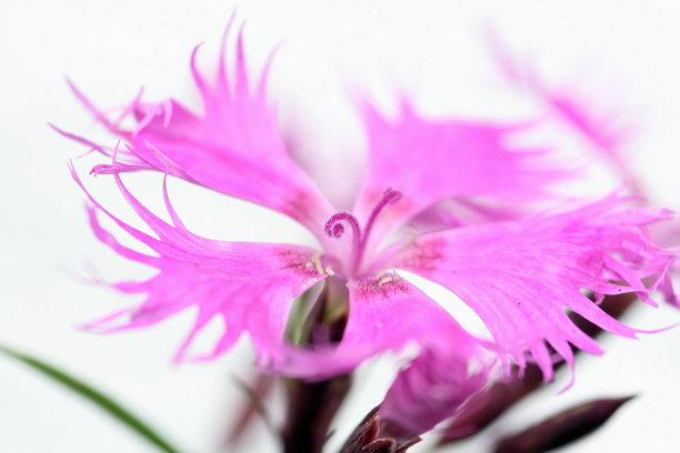 粉红色的花图片下载