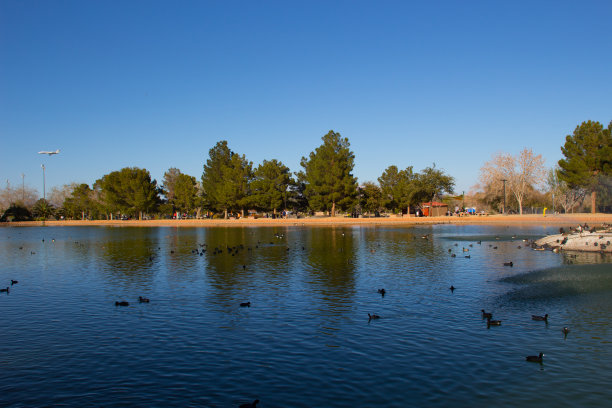 公园里的鸭子和其他鸟图片下载