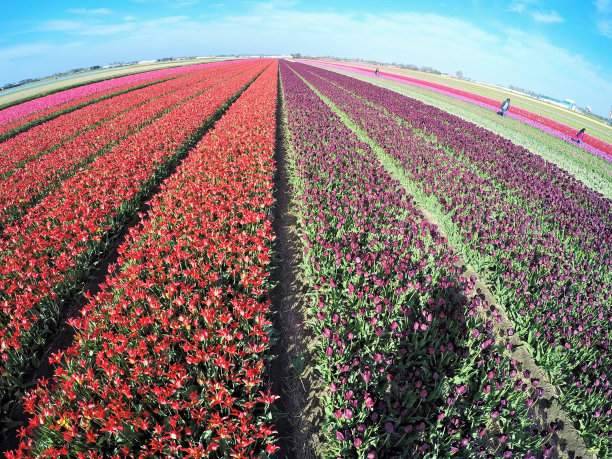 郁金香全球图片下载