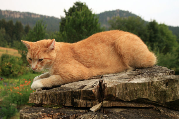 姜的猫图片下载