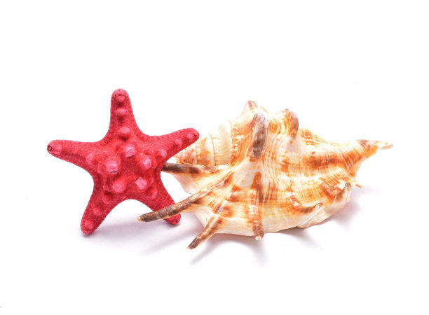 白色背景上的红色海星和海贝图片下载