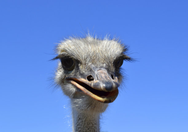 鸵鸟图片下载