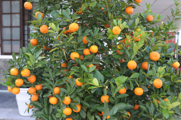 阳光明媚的橙色图片下载