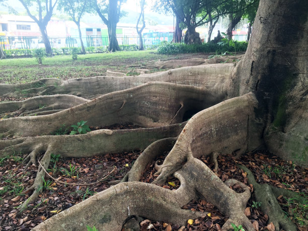 板状根图片下载