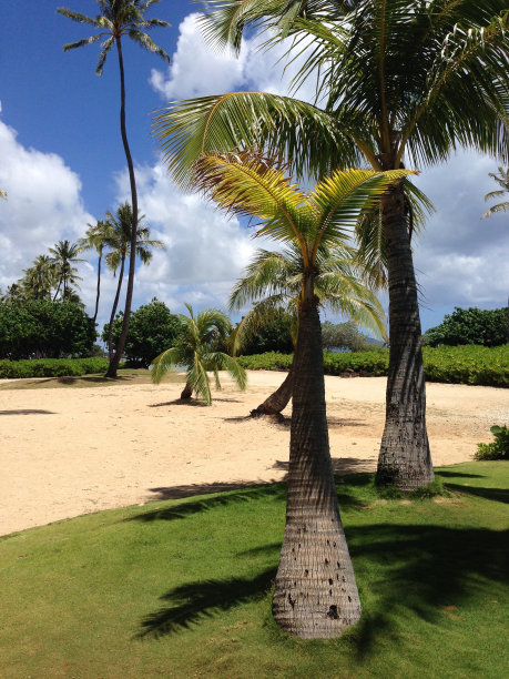 迷你棕榈树图片下载