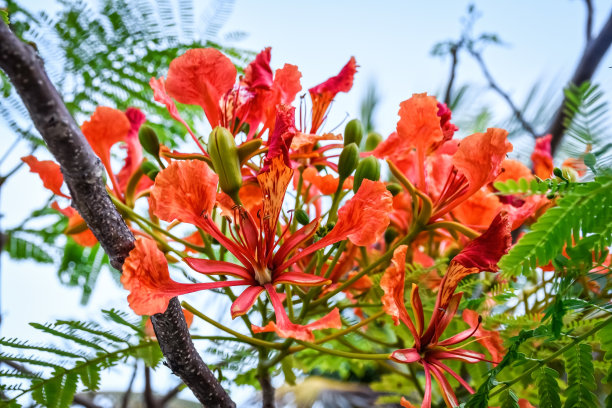 皇家凤凰木树图片下载