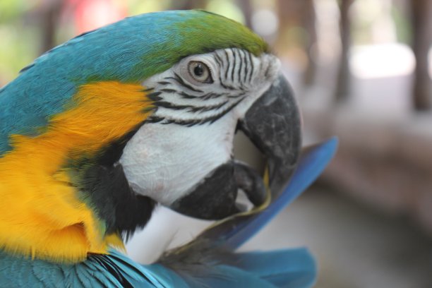 金刚鹦鹉特写图片下载