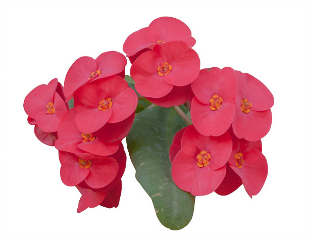 大戟属植物的花图片下载