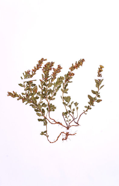 三种植物 - 特克里姆 · 查梅德里图片下载