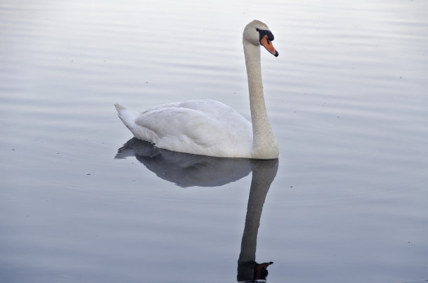 美丽的白天鹅图片下载