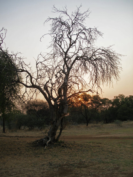 橙色的日落在非洲丛林草原农场图片下载