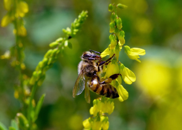 寻找制造蜂蜜的花粉图片下载