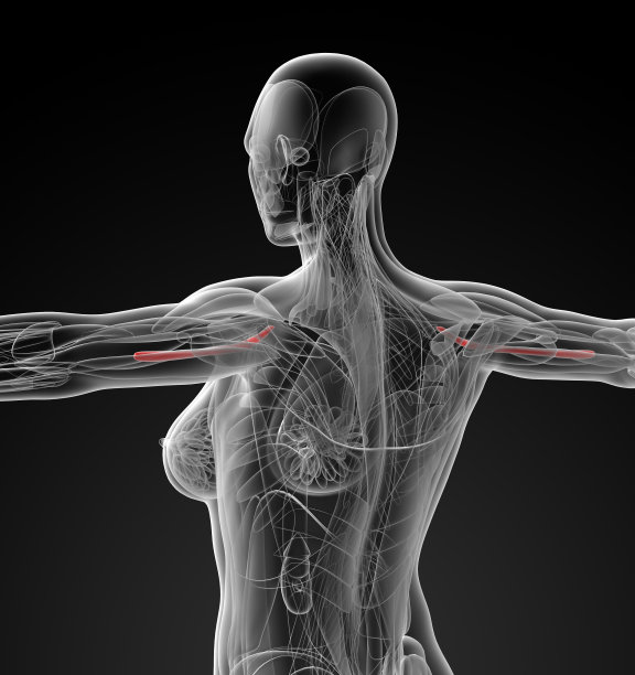 喙肱肌的医学说明图片下载