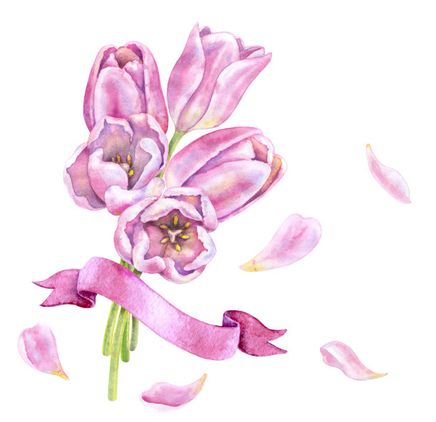 水彩粉色郁金香束带。图片下载