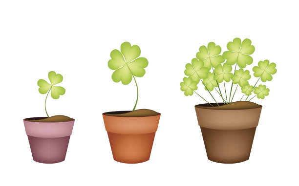 三叶草在三个陶瓷锅图片下载