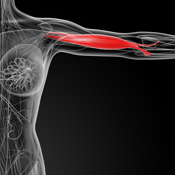 肱二头肌的医学插图图片下载