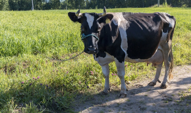 牛在草地上图片下载