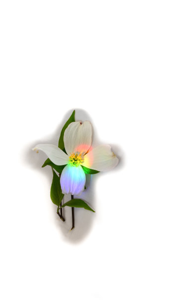 十字彩虹和花图片下载