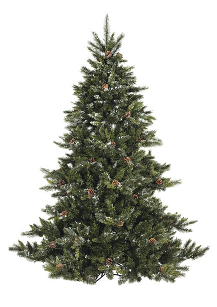 有松果的圣诞冷杉树图片下载