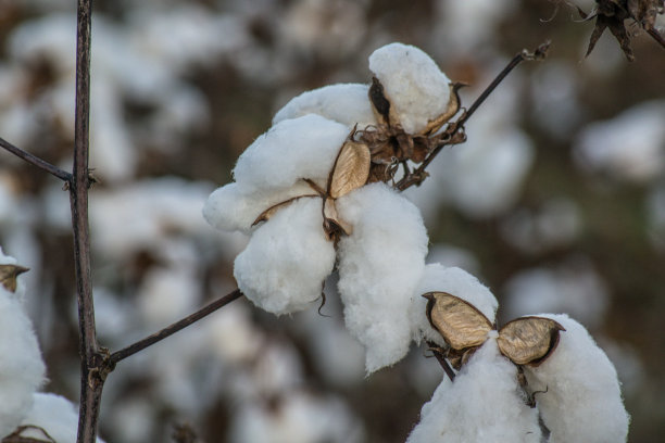 大的蓬松的白色棉花锁和毛刺准备采摘图片下载