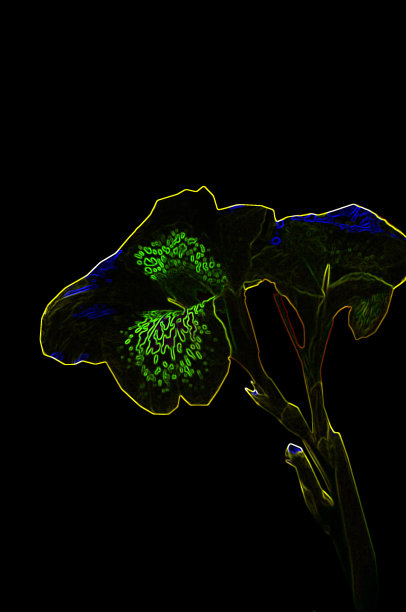 霓虹灯的花图片下载