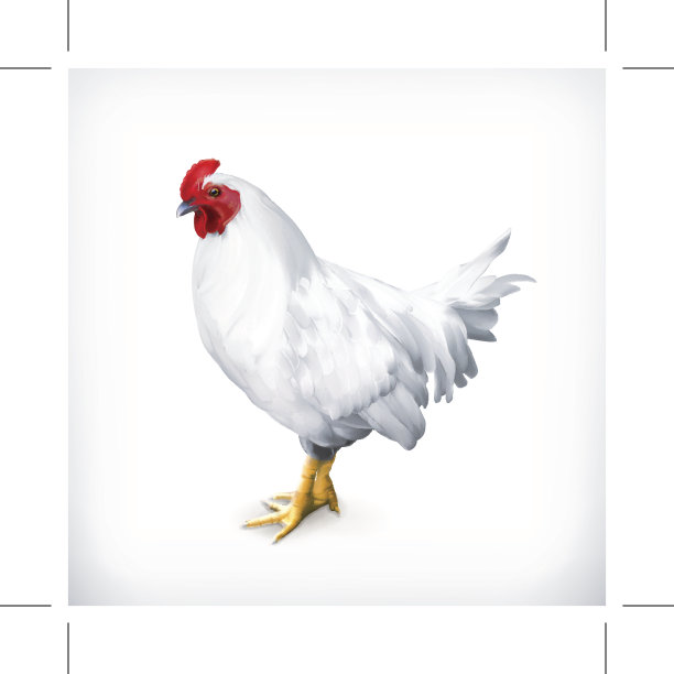 白色的鸡，母鸡，矢量插图图片下载