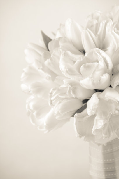 深褐色的郁金香花束图片下载